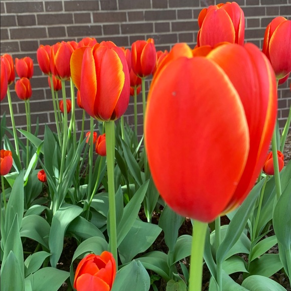 Meet your Posher, Simone - Picture 1 of 1